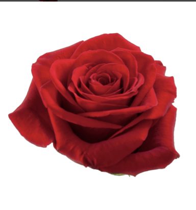 9 rosas 54 euros Ramo de 9 rosas