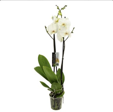 Orquídea blanca 35 euros Orquídea blanca 35 euros