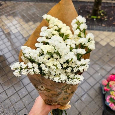 Siemprevivas blancas 12,50 euros paquete de siempre vivas blancas