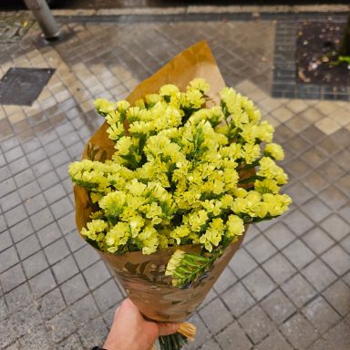 Siemprevivas amarillas 12,50 euros paquete de siempre vivas amarillas