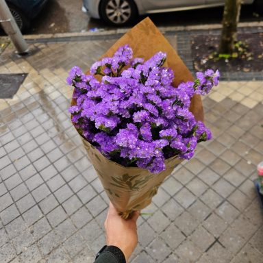 siemprevivas moradas 12,5 euros Paquete de siempre vivas moradas